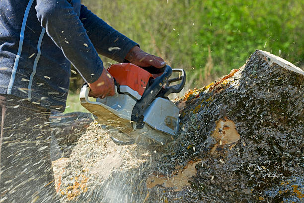 Professional Tree Services in Lumberton, NC